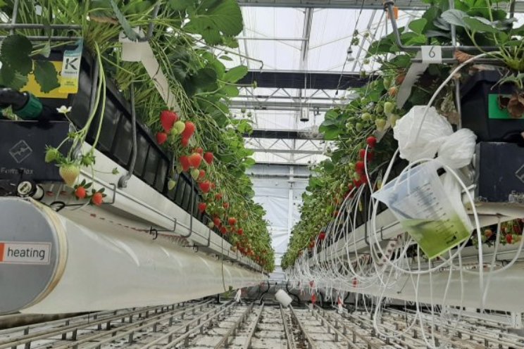 'Low-chill' fosielvrije aardbeien telen? 'Low-chill' fosielvrije aardbeien telen?