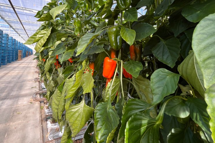Tatayoyo in assortiment van Growers United
