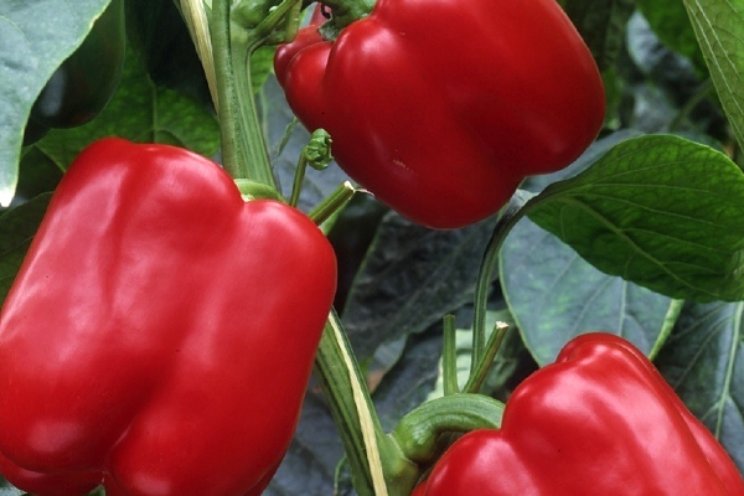 Goede resultaten project fossielvrije paprika Goede resultaten project fossielvrije paprika