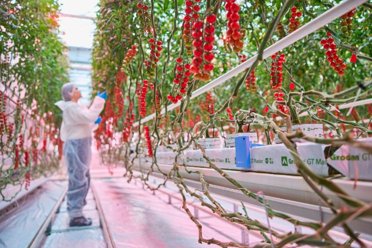 Grodan en Philips verlagen warmte-input tomaten Grodan en Philips verlagen warmte-input tomaten