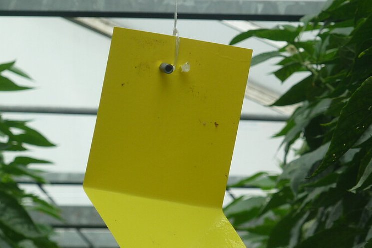 Hoe effectief zijn detectietechnieken plagen? Hoe effectief zijn detectietechnieken plagen?