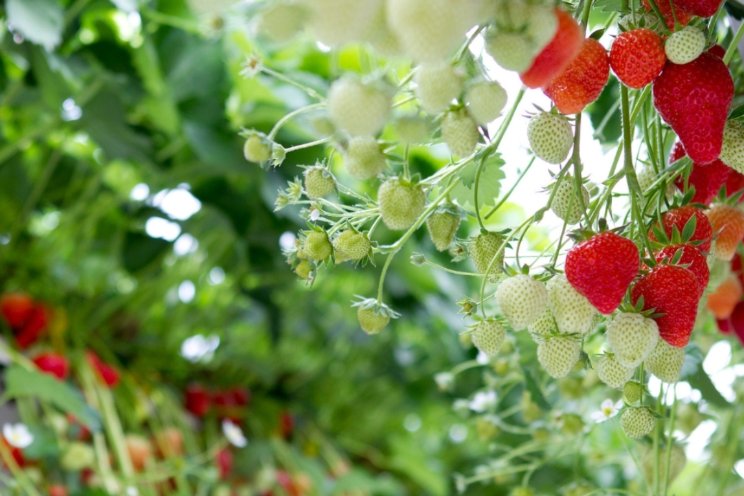 Een betere zachtfruitteelt en maximale oogst? Een betere zachtfruitteelt en maximale oogst?