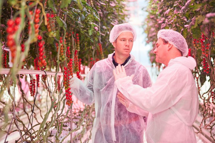 Grodan en Signify doen tweede proef bij Botany Grodan en Signify doen tweede proef bij Botany
