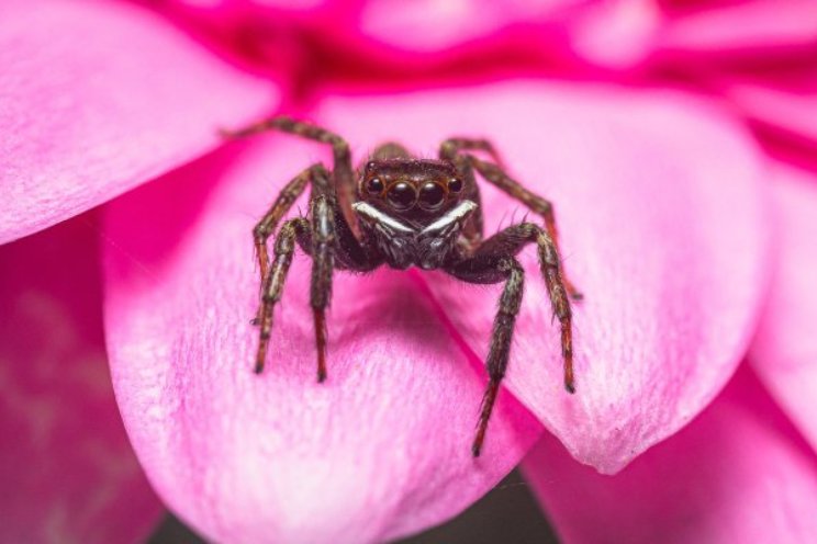 Natuurlijke vijanden nóg effectiever in de kas? Natuurlijke vijanden nóg effectiever in de kas?