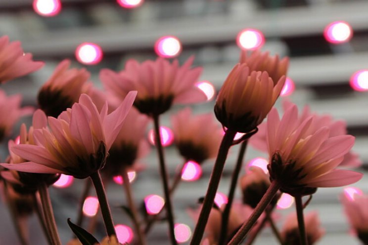 Chrysantenteelt in bloei of in de knoei? Chrysantenteelt in bloei of in de knoei?