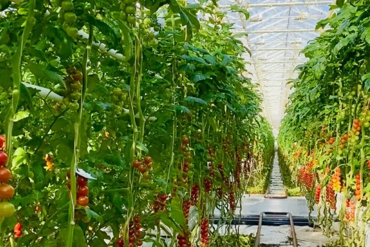 Agro Care neemt kwekerij over in Scandinavië Agro Care neemt kwekerij over in Scandinavië