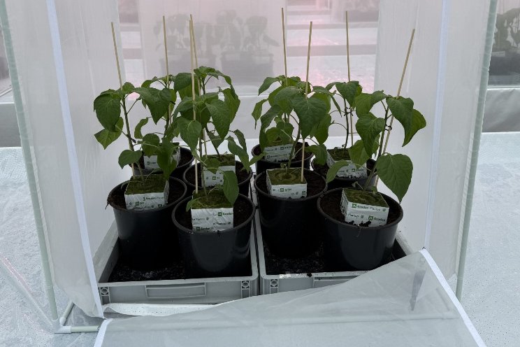 Effectiviteitsproef groene perzikluis in paprika Effectiviteitsproef groene perzikluis in paprika