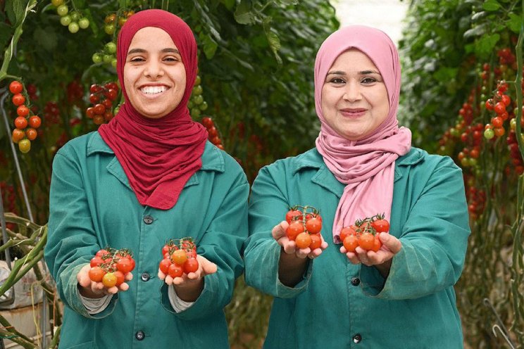 Tomaten, tomaten...