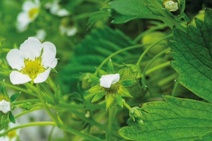 Hoe pas je bio-fungicide POLYVERSUM toe? Hoe pas je bio-fungicide POLYVERSUM toe?