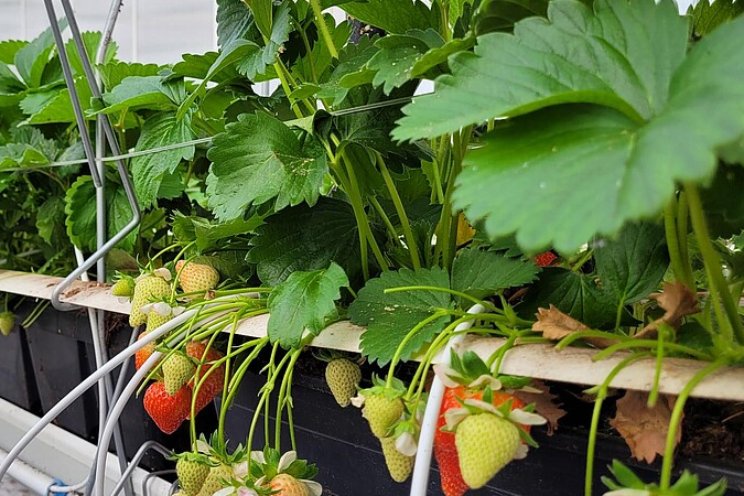Aardbei fossielvrij telen: jaarrond en in balans Aardbei fossielvrij telen: jaarrond en in balans