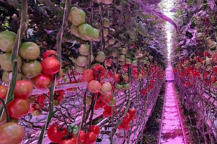 Tomaat fossielvrij: hommels onder Full-LED Tomaat fossielvrij: hommels onder Full-LED