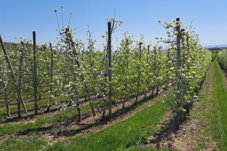 Niet elke vrucht zichtbaar voor fruitplukrobot Niet elke vrucht zichtbaar voor fruitplukrobot