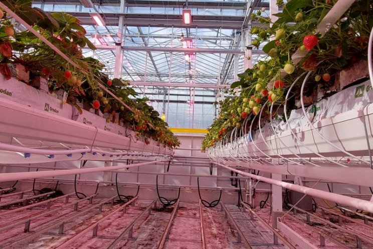 Het hele jaar aardbeien telen op steenwol Het hele jaar aardbeien telen op steenwol