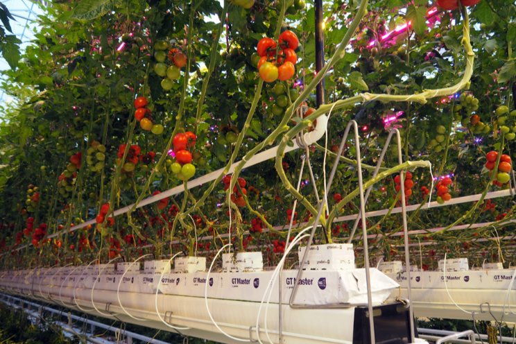 Invloed verdamping tomaat bij full-LED onderzocht Invloed verdamping tomaat bij full-LED onderzocht