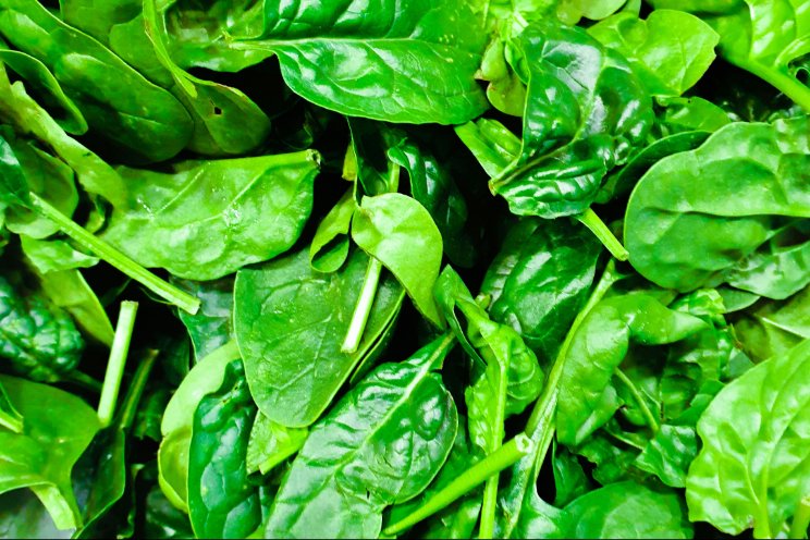 Van Hortibiz Daily News: Indoor-grown spinach Van Hortibiz Daily News: Indoor-grown spinach