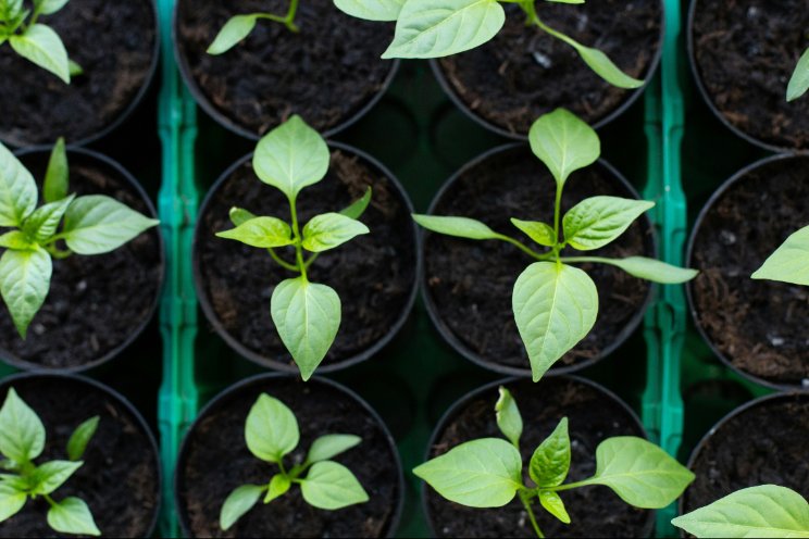 Extra toezicht NVWA op tracering plantmateriaal
