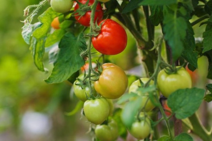 Kroonschimmel in tomaat effectief aanpakken Kroonschimmel in tomaat effectief aanpakken