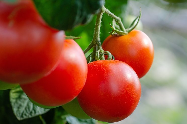 Tomatenroestmijt nog onder controle in pilot Tomatenroestmijt nog onder controle in pilot