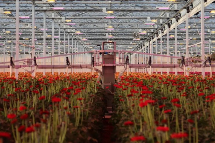 'Entomatic keerpunt in de bestrijding van spint'