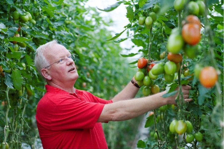 Tomaten Red Egg en Chica zijn klaar voor succes