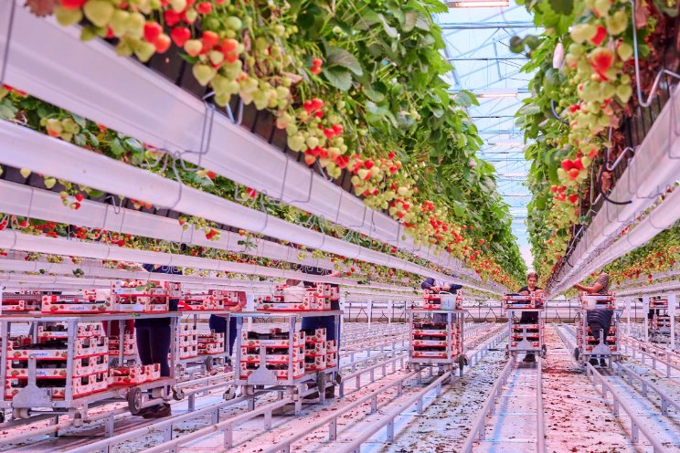 Het effect van verrood bij junidragers aardbeien Het effect van verrood bij junidragers aardbeien