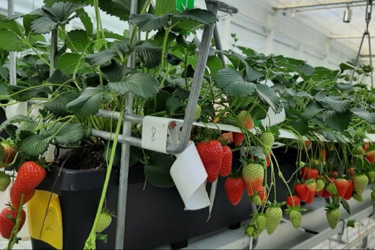 Meer low chill-aardbeien met minder energie Meer low chill-aardbeien met minder energie