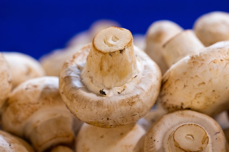 Champignonteelt kan ook met minder veenverbruik Champignonteelt kan ook met minder veenverbruik