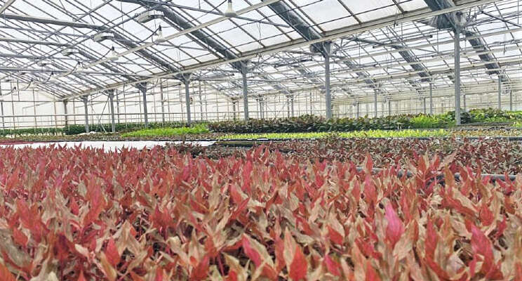 Van trosrozen naar waterplanten Van trosrozen naar waterplanten
