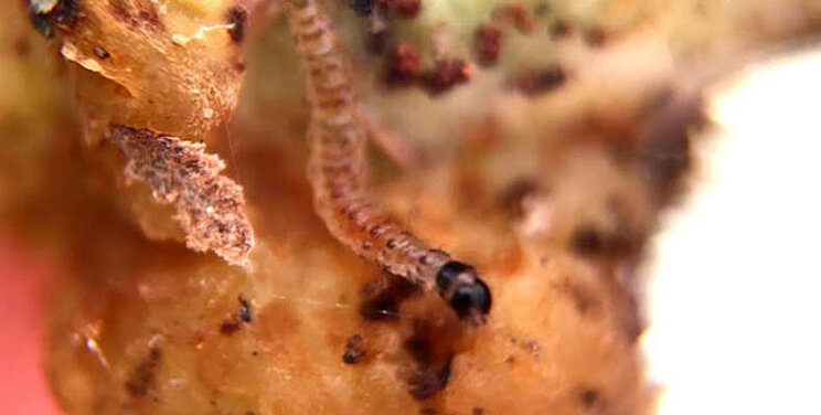 Duponcheliamot bestrijden met biologische mix Duponcheliamot bestrijden met biologische mix