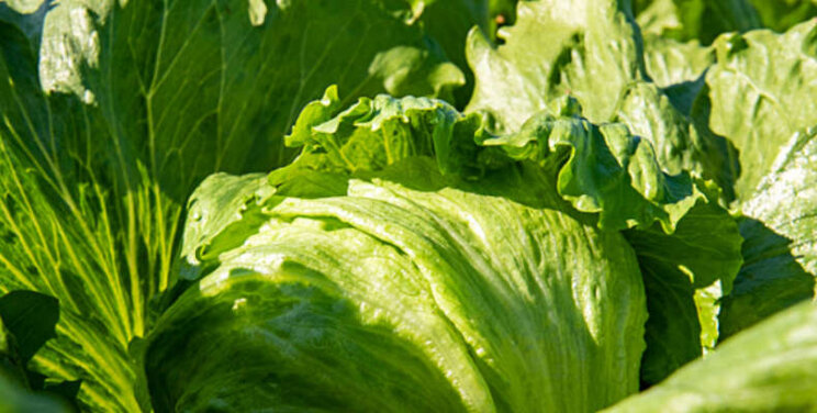 Nieuwe rassen op Summer Field Days Enza Zaden Nieuwe rassen op Summer Field Days Enza Zaden