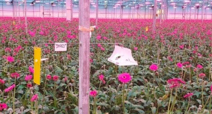 HortiPro lanceert nieuwe feromonenlijn HortiPro lanceert nieuwe feromonenlijn