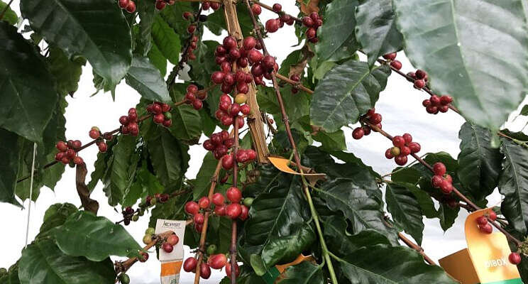 Koffie uit de kas? Koffie uit de kas?