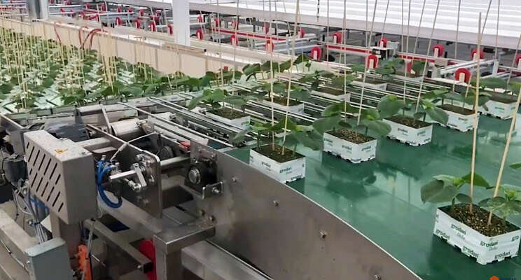Logistiek systeem versterkt Roelands Plant Farms Logistiek systeem versterkt Roelands Plant Farms