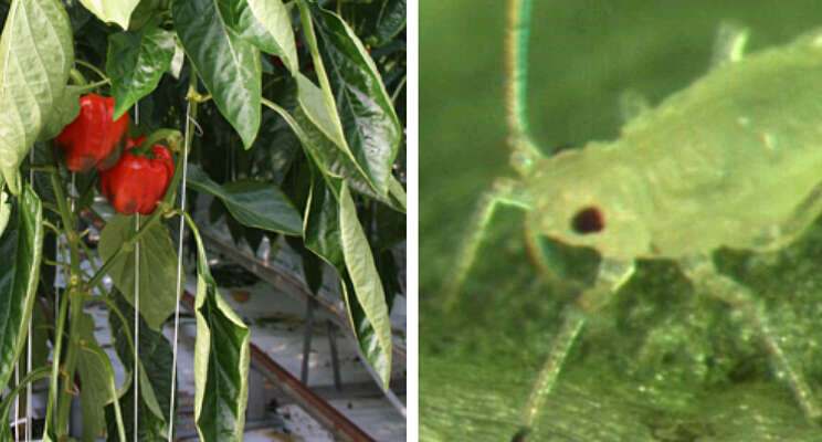 Myzus persicae in paprika lastig te bestrijden Myzus persicae in paprika lastig te bestrijden