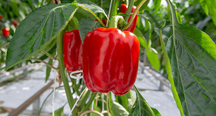 Hogere kwaliteit paprika's dankzij nanobubbles Hogere kwaliteit paprika's dankzij nanobubbles