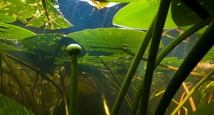Waterkwaliteit slechter door afname waterplanten Waterkwaliteit slechter door afname waterplanten