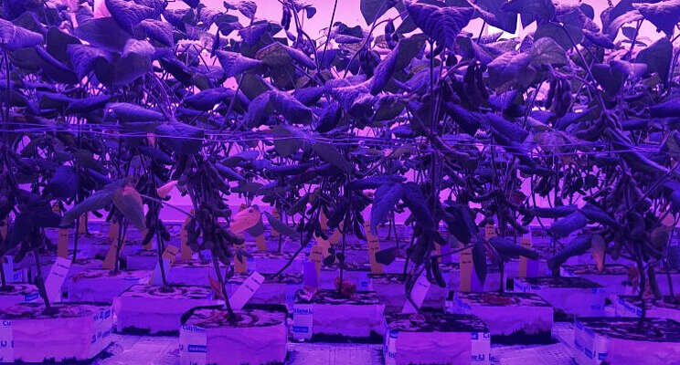 Eitwitrijke gewassen getest door WUR in vertical farm Eitwitrijke gewassen getest door WUR in vertical farm