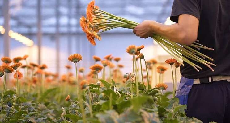 'Groene start plant met Gnatrol en Serenade' 'Groene start plant met Gnatrol en Serenade'