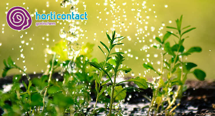 HortiContact Innovation Award - Preshow 2022: Plant Health Cure HortiContact Innovation Award - Preshow 2022: Plant Health Cure