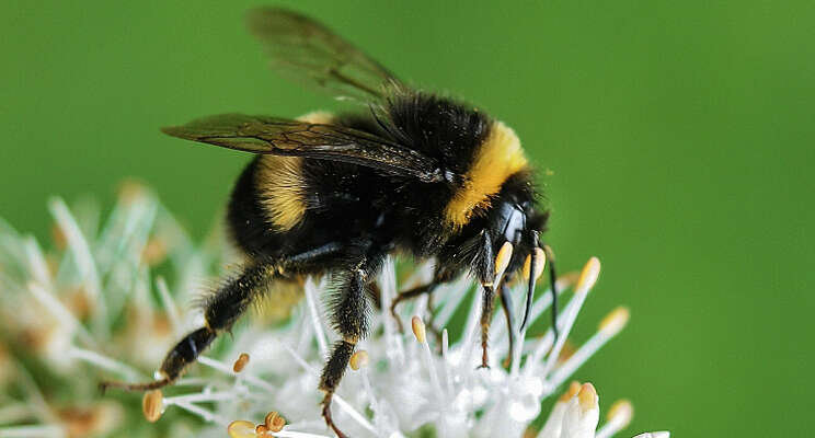 Hommel helpt bij besparing warmte tomaat onder LED Hommel helpt bij besparing warmte tomaat onder LED