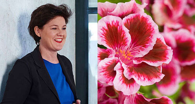 Fleurige oproep: wie weet een thuis voor 566 geraniums? Fleurige oproep: wie weet een thuis voor 566 geraniums?