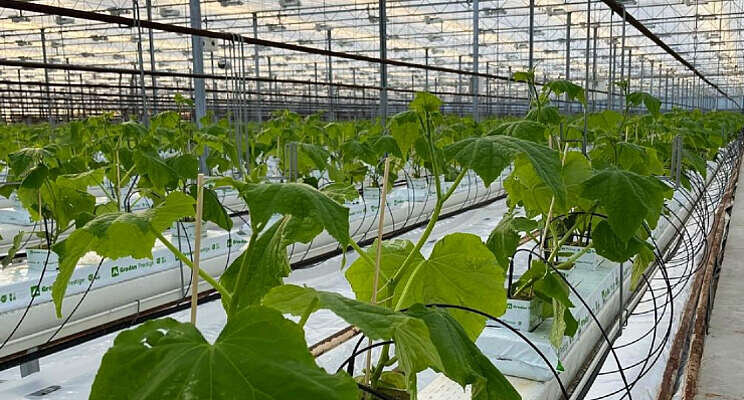 Eerste nieuwe teelt voor Drenthe Growers Eerste nieuwe teelt voor Drenthe Growers