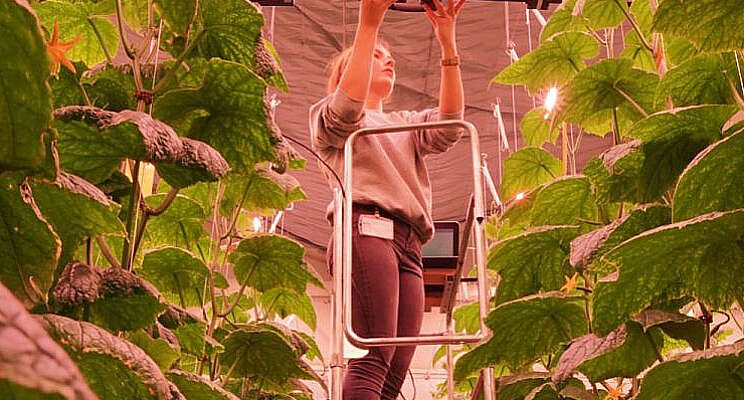 Hoeveel licht vangt een plant nu écht op? Hoeveel licht vangt een plant nu écht op?