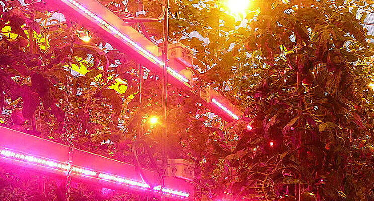 Waarom hebben planten moeite met LED-belichting? Waarom hebben planten moeite met LED-belichting?