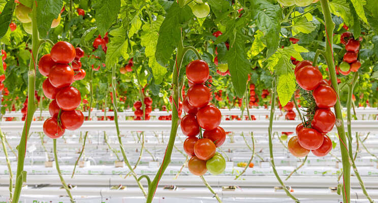 Nieuwe Zaad-Extracttoetsen tomaat, paprika, aubergine Nieuwe Zaad-Extracttoetsen tomaat, paprika, aubergine