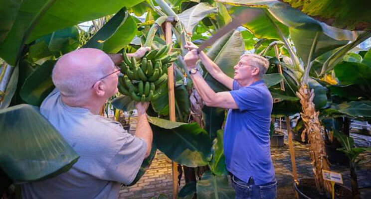Eerste bananen van Nederlandse bodem Eerste bananen van Nederlandse bodem