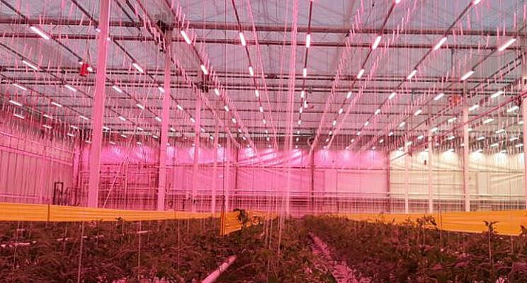 Eerste oogst LED-proef tomaat richting fossielvrij Eerste oogst LED-proef tomaat richting fossielvrij