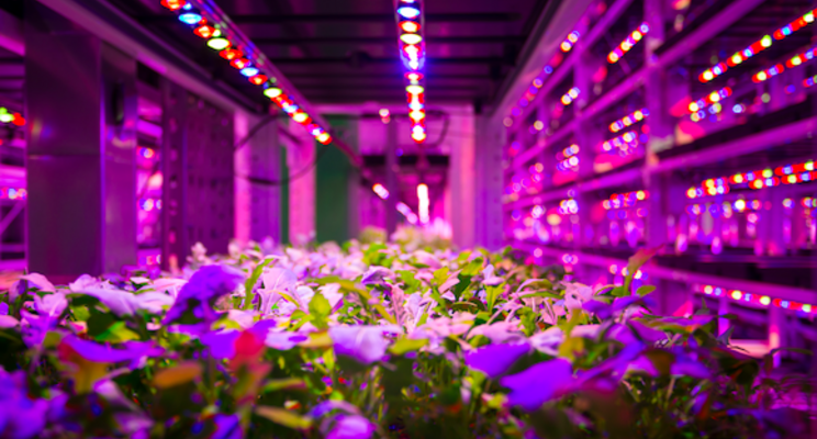 Vertical Farming Wednesday... Spirulina indoor telen? Vertical Farming Wednesday... Spirulina indoor telen?