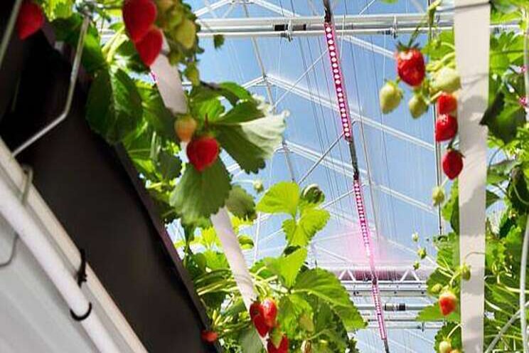 Variabele LED belichting in aardbei onderzocht Variabele LED belichting in aardbei onderzocht