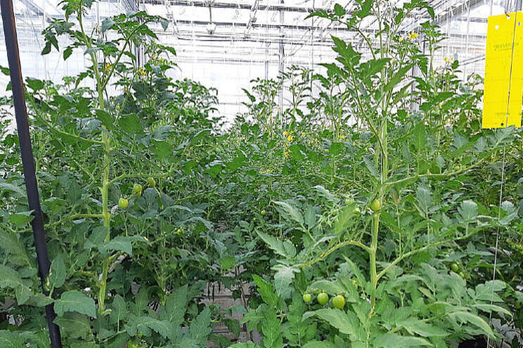 USDA organic teelt tomaat met stikstof uit kaslucht USDA organic teelt tomaat met stikstof uit kaslucht